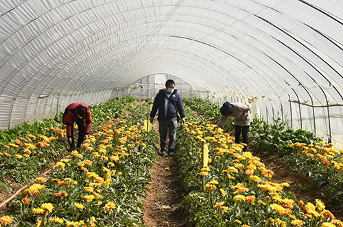 农科院入花圃进行技术指导.jpg