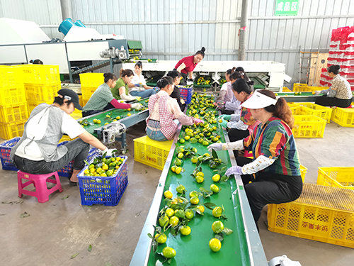 柑橘分拣忙.jpg