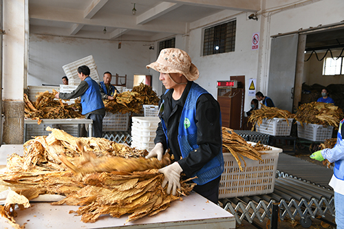 澄江圆满完成烟叶收购任务.jpg