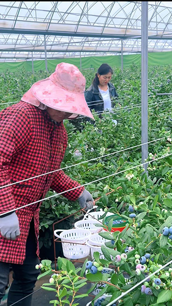 蓝莓产业成为驱动乡村振兴的“蓝色引擎”.jpg