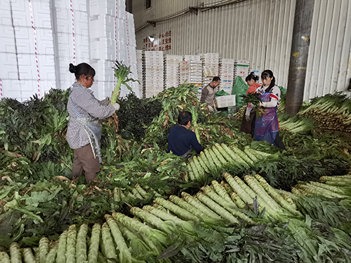 通海：复工保供应 拎稳“菜篮子”.jpg