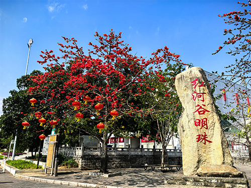 攀枝花绽放 共赏春日盛景.jpg