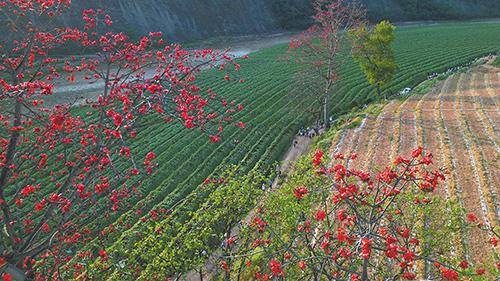 攀枝花开扮靓红河谷.jpg