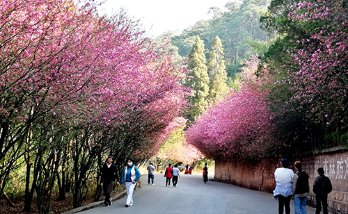 踏春赏花好时光.jpg