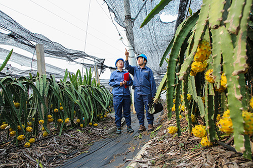 电力“助产”燕窝果乡村绘就好“丰”景.jpg