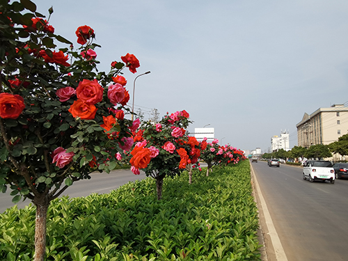 月季绽放扮靓城市道路.jpg