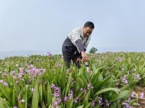 黎明村白芨种植助农增收.jpg