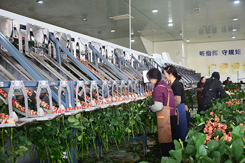 科技兴花激活发展新动能.jpg