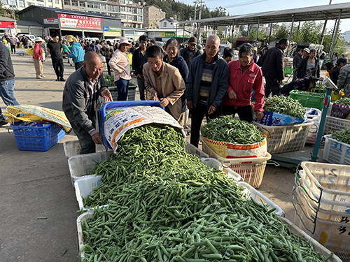 小石桥乡：菜豌豆飘香促振兴.jpg