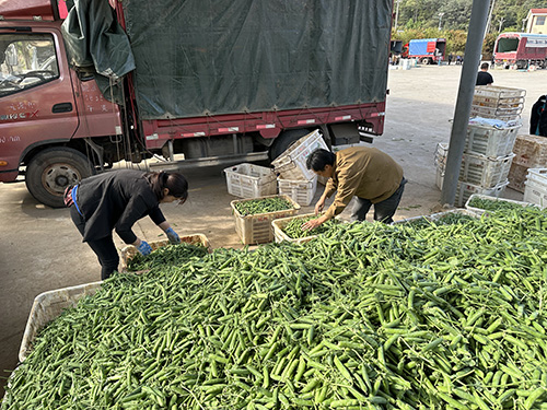 小石桥乡：菜豌豆飘香促振兴1.jpg