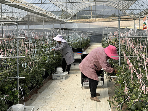 甸苴社区：唤醒“沉睡”资源 发展特色产业1.jpg