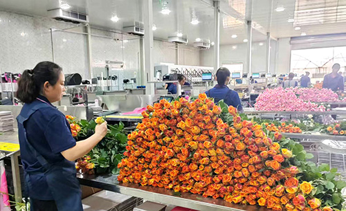 “鲜花经济”美丽绽放.jpg
