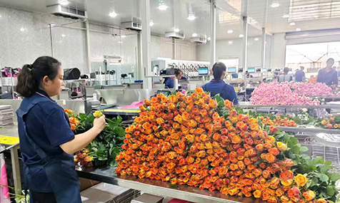 “鲜花经济”美丽绽放