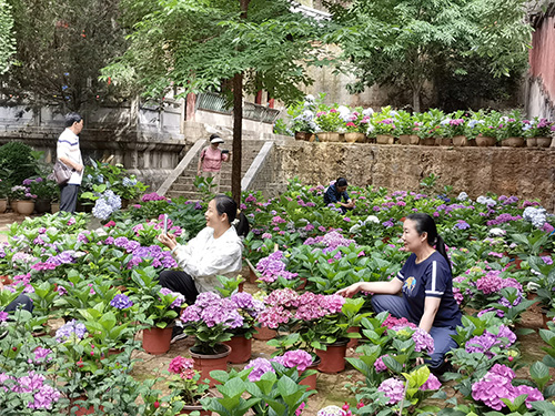 秀山公园绣球花开醉游人.jpg