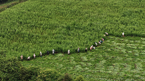 建兴乡打造艾草种植示范基地.jpg