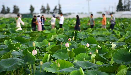 杞麓湖畔荷花开生态农旅添活力.jpg