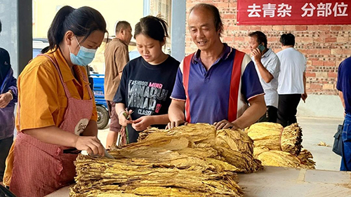 开磅收烟！易门县烟叶收购工作全面启动.jpg