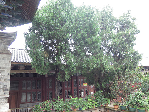 千年古树枯而不倒 “后代”已成参天大树1.jpg