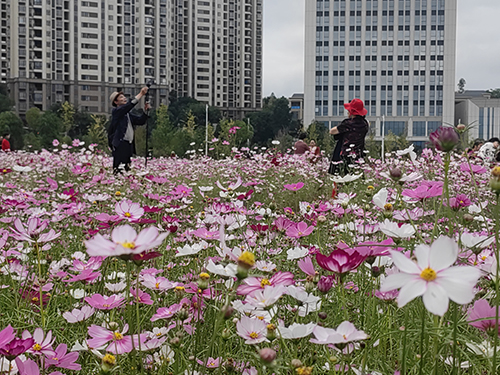 玉溪科教创新城片区波斯菊花海迎客来.jpg