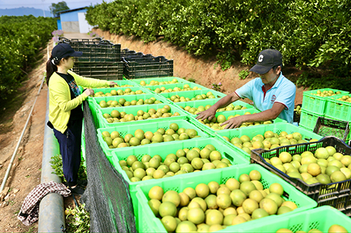 新平高原王子橙开园采收.jpg 新平高原王子橙开园采收.jpg