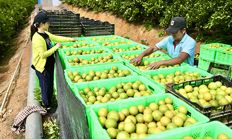 新平高原王子橙开园采收