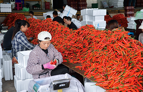 云南龙兴椒业:美人椒远销海外.jpg 云南龙兴椒业:美人椒远销海外.jpg