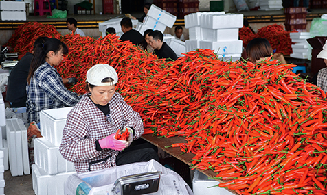 云南龙兴椒业：美人椒远销海外
