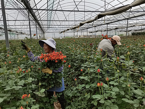 锦海公司：科技赋能生产力种出鲜花新图景.jpg
