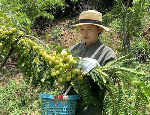 咪哩乡种植滇橄榄拓宽致富路.jpg