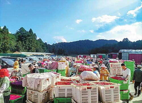 黄草坝4000亩辣椒喜获丰收.jpg