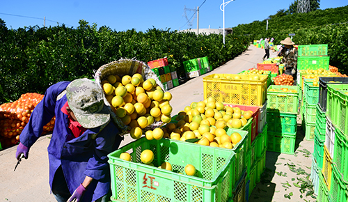 冰糖橙甜蜜上市1.jpg