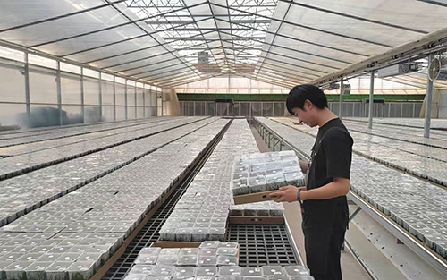 我市推进花卉产业高质量发展.jpg