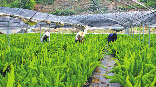 新寨村种植狐尾天门冬效益好.jpg