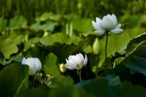 星云湖畔荷花绽放.jpg