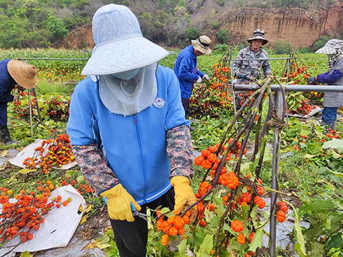 小南瓜“变身”鲜切花.jpg