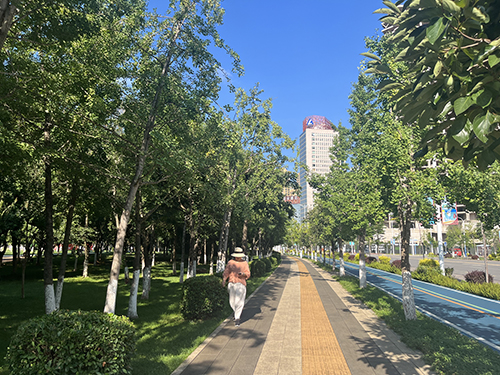 市民支招：工作人员定期清理银杏果.jpg