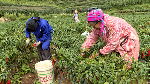 火红辣椒“丰”景好 映红村民致富路.jpg