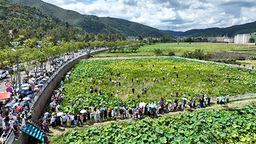 丰收峨山 荷韵飘香2.jpg