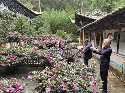 秀山公园茶梅绽放.jpg