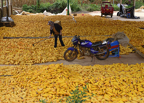 元江：抢收秋粮保丰收