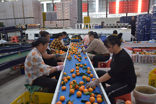 华宁柑橘远销国际市场.jpg 华宁柑橘远销国际市场.jpg