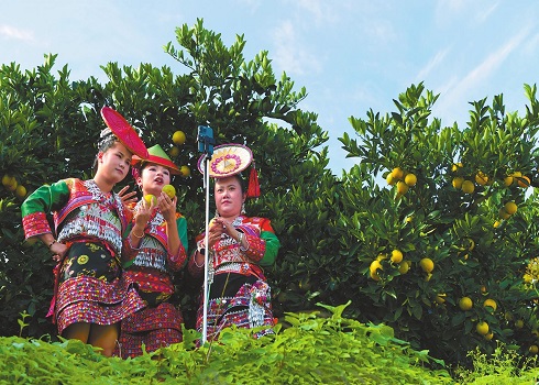 花腰傣果园直播带货