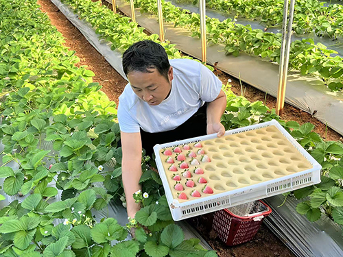 九溪镇中营村1700亩草莓香飘全国.jpg 九溪镇中营村1700亩草莓香飘全国.jpg