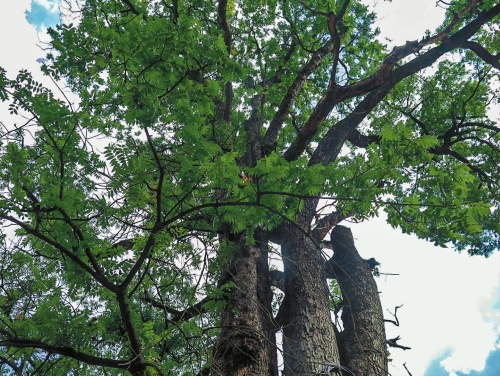 古村龙凤树守望爱情三百年.jpg 古村龙凤树守望爱情三百年.jpg