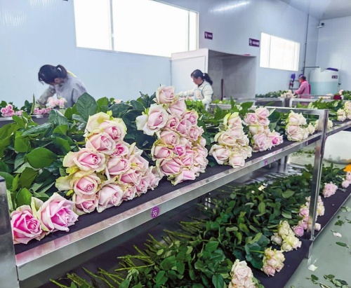 红塔区提升现代花卉产业发展水平.jpg 红塔区提升现代花卉产业发展水平.jpg