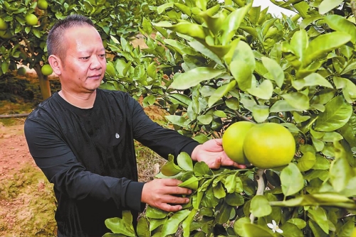 葡萄柚扎根新平红河谷特色水果助农增收.jpg