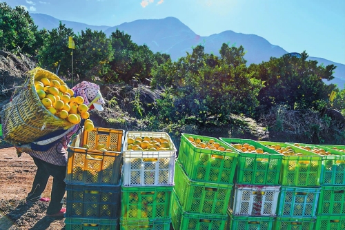 乡村振兴“橙”色好.jpg 乡村振兴“橙”色好.jpg