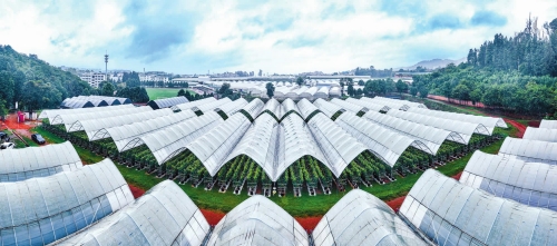 深耕特色水果技术创新 全链条服务赋能农业升级.jpg