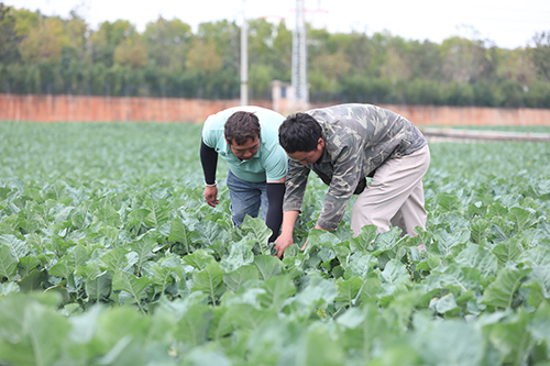 12月初批量上市!江川蔬菜产业又添“新成员”.jpg 12月初批量上市!江川蔬菜产业又添“新成员”.jpg