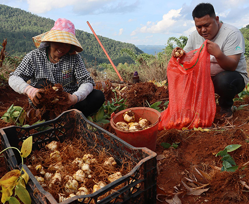 平甸乡食用百合绘“丰”景.jpg 平甸乡食用百合绘“丰”景.jpg